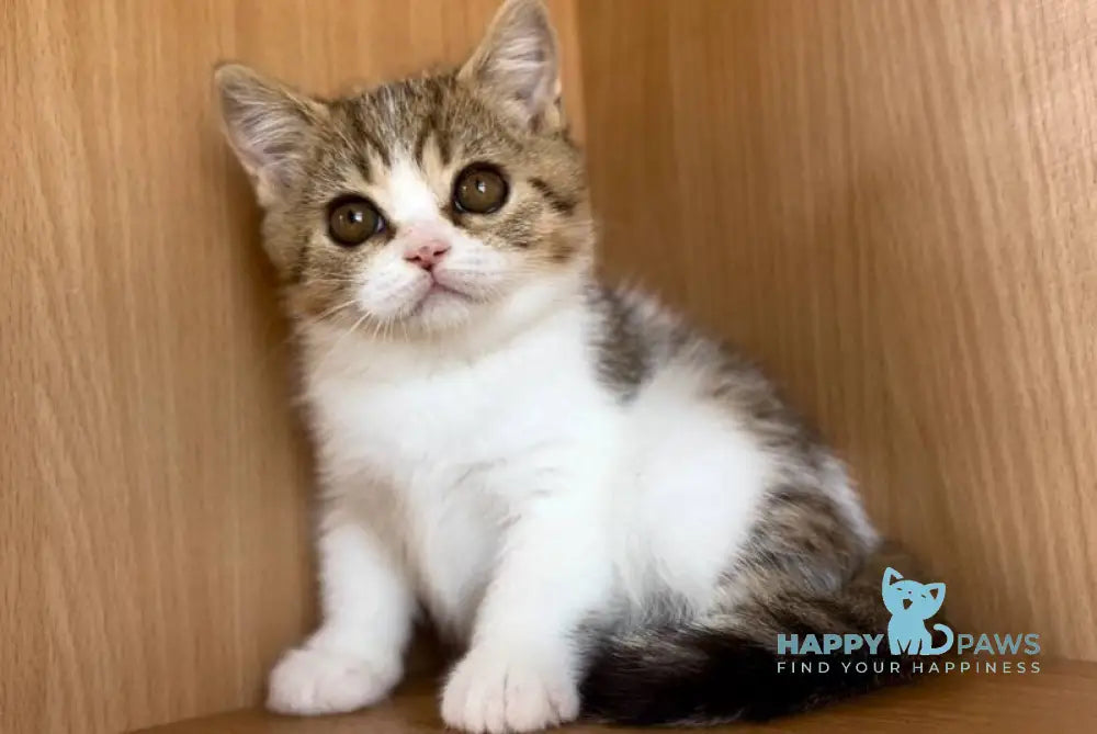 Charly British Shorthair male black golden bicolour spotted tabby live animals