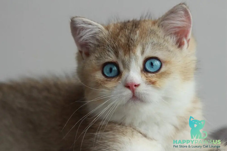 Chase British Shorthair male black golden ticked tabby with white - live animals