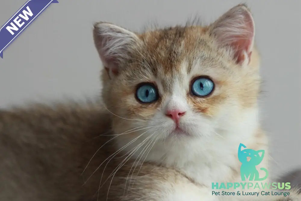 Chase British Shorthair male black golden ticked tabby with white - live animals