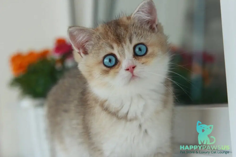 Chase British Shorthair male black golden ticked tabby with white - live animals