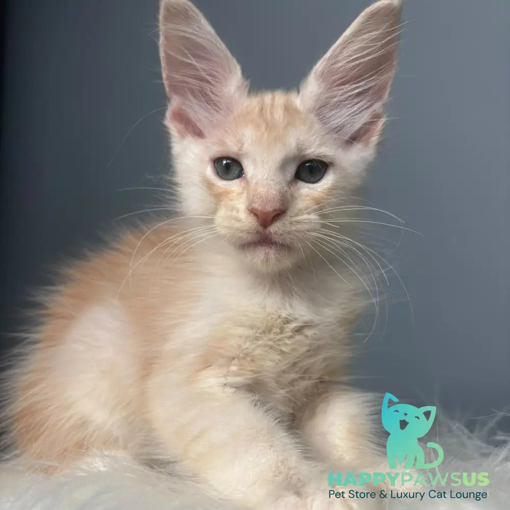 Cheese Maine Coon male red silver - live animals