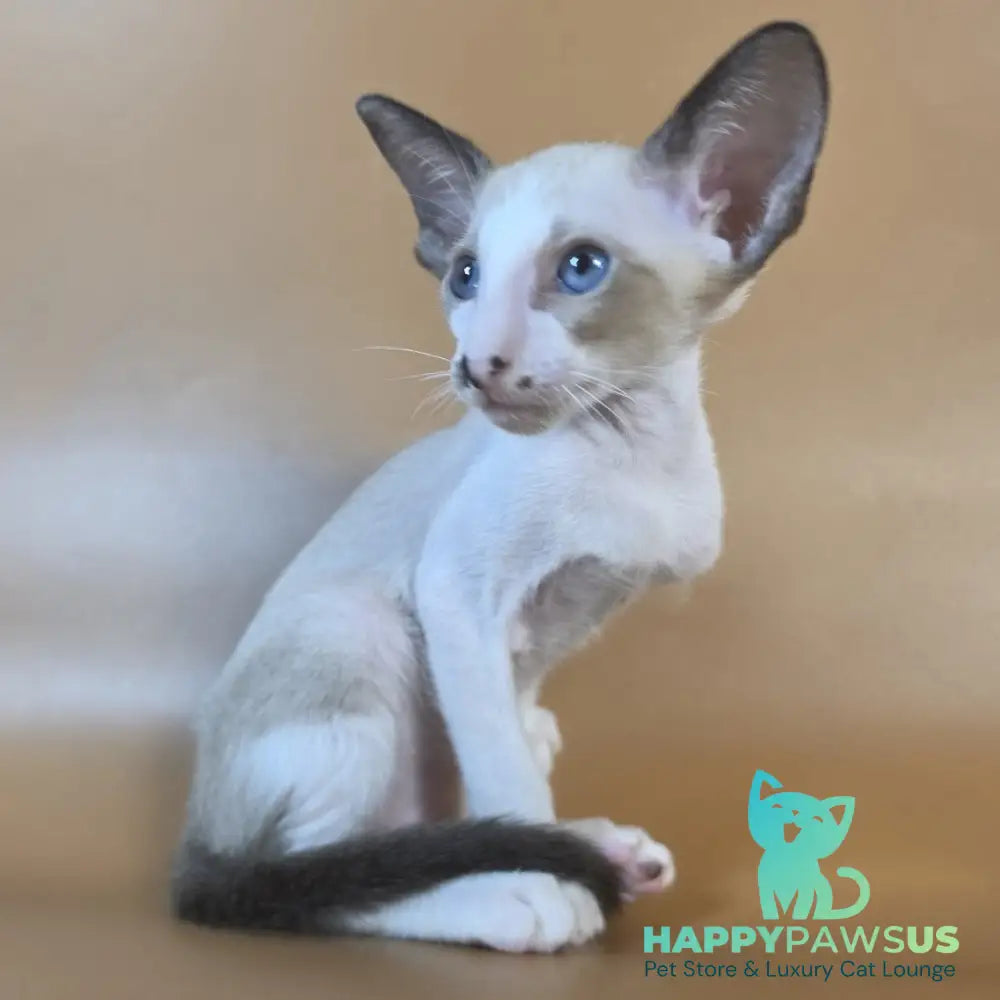 Cheesecake Oriental Shorthair male black mitted - live animals