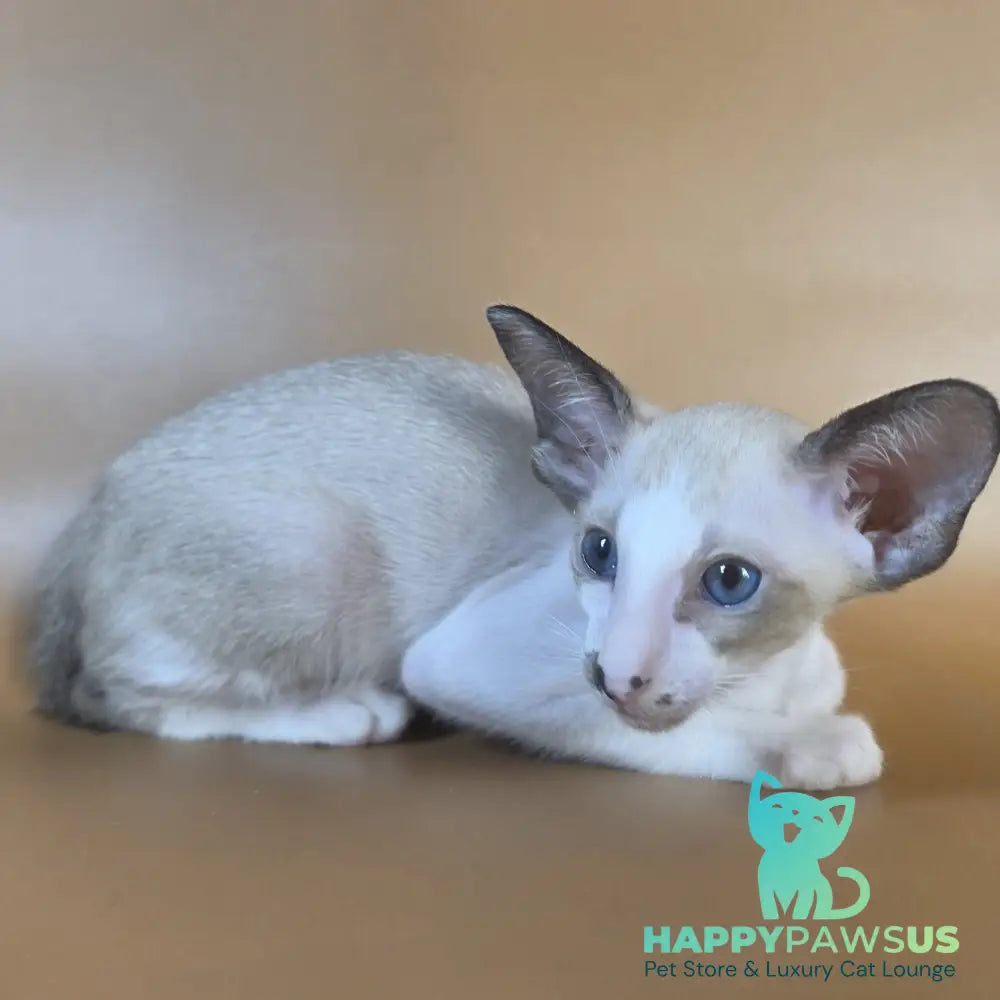 Cheesecake Oriental Shorthair male black mitted - live animals