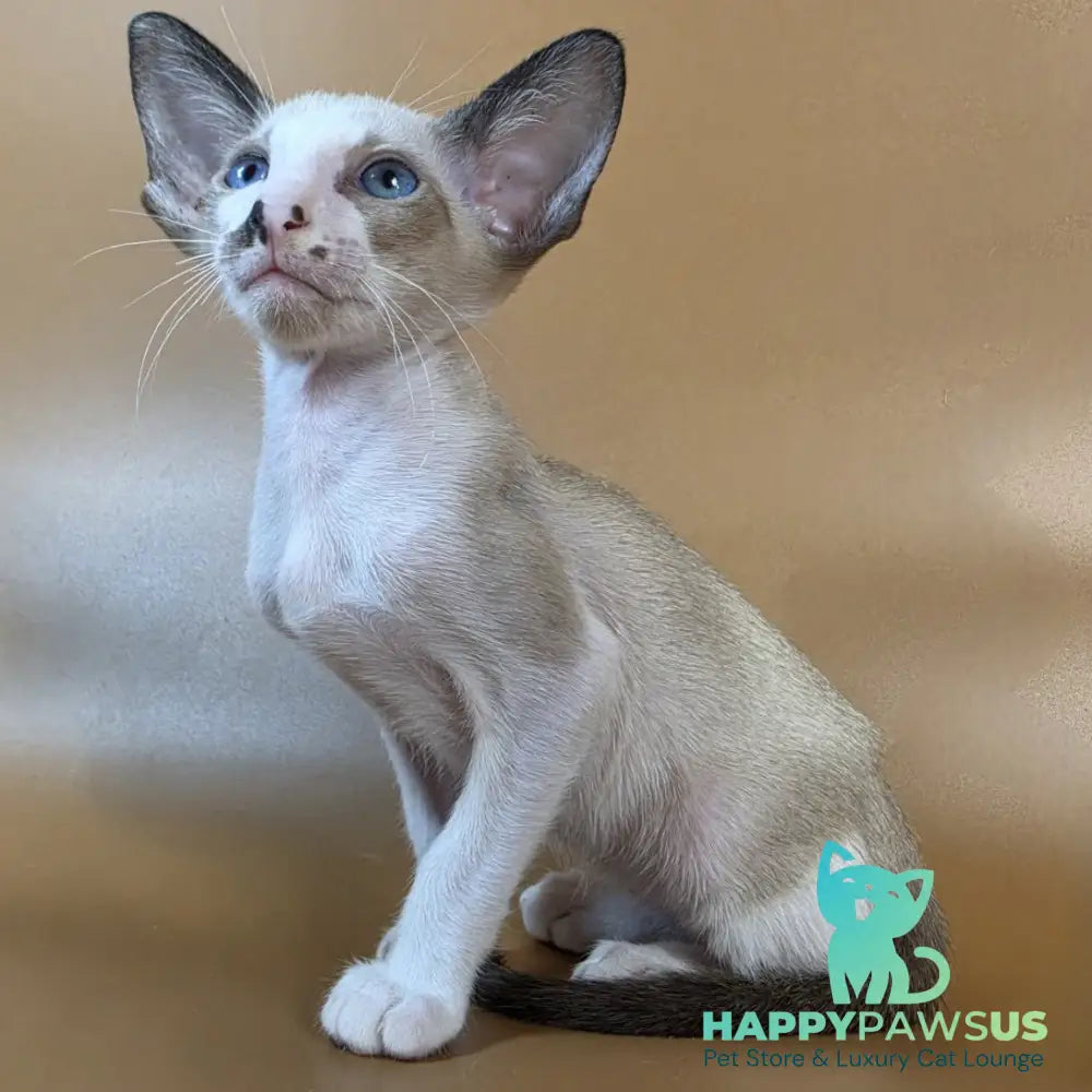 Cheesecake Oriental Shorthair male black mitted - live animals