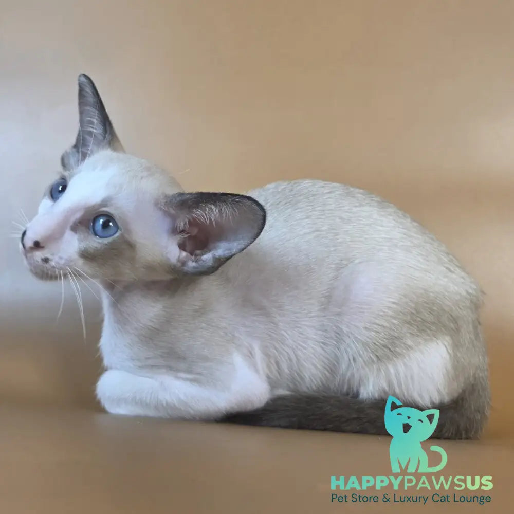 Cheesecake Oriental Shorthair male black mitted - live animals