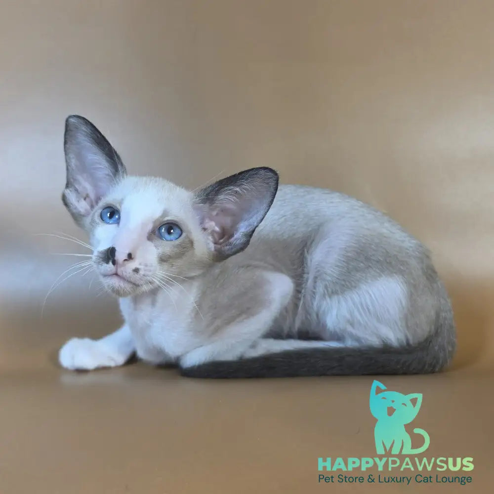 Cheesecake Oriental Shorthair male black mitted - live animals