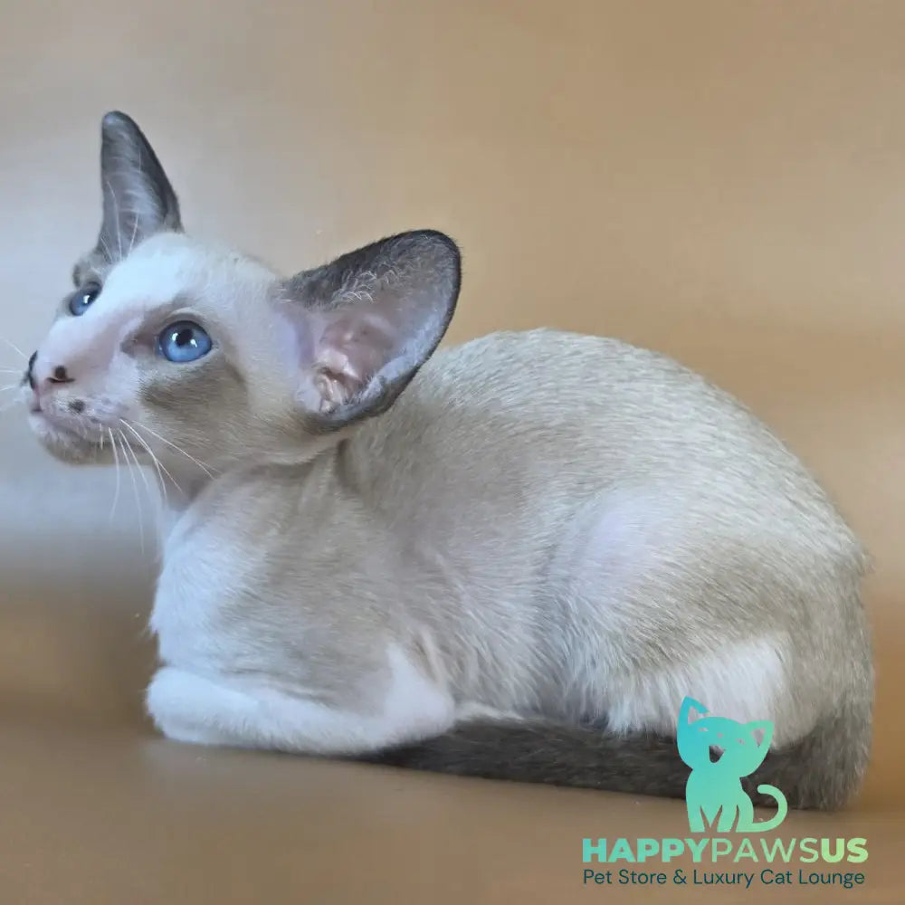 Cheesecake Oriental Shorthair male black mitted - live animals