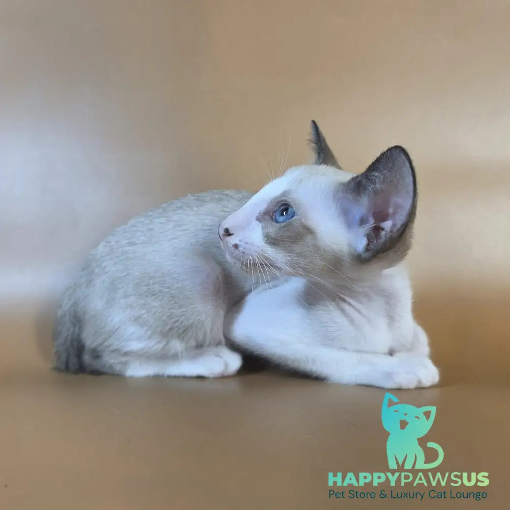 Cheesecake Oriental Shorthair male black mitted - live animals