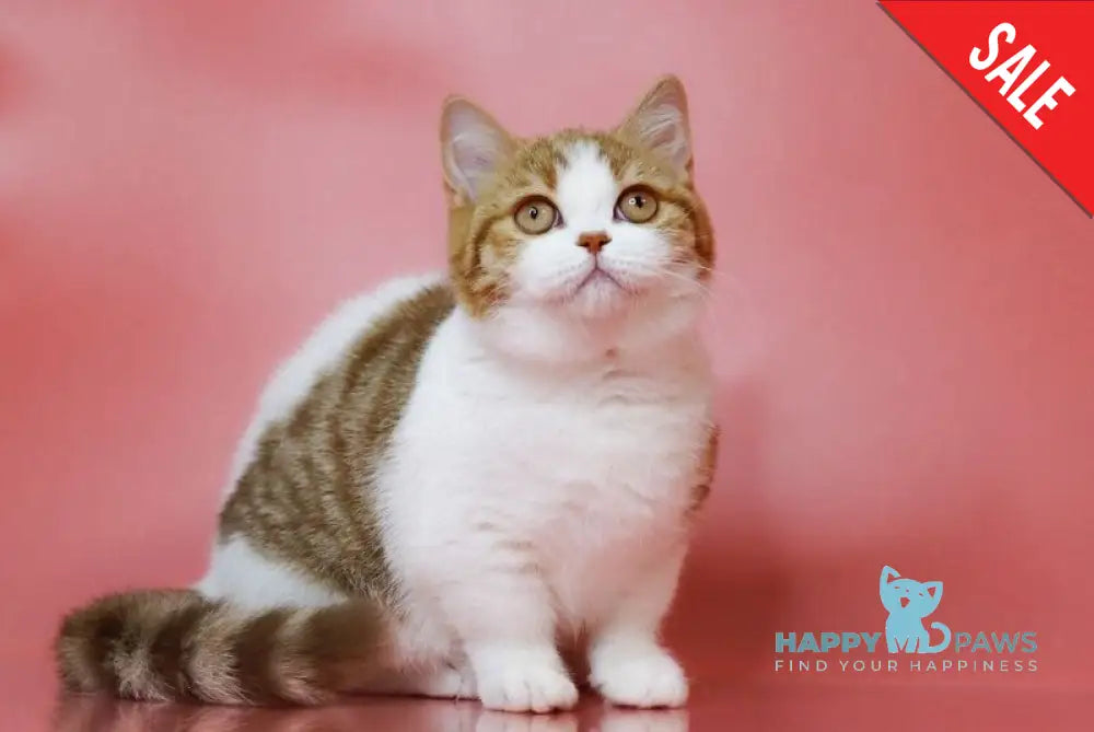 Chelsi Munchkin female cinnamon bicolour spotted tabby live animals