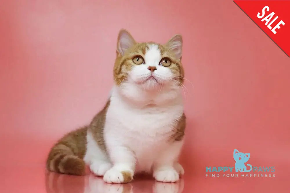 Chelsi Munchkin female cinnamon bicolour spotted tabby live animals