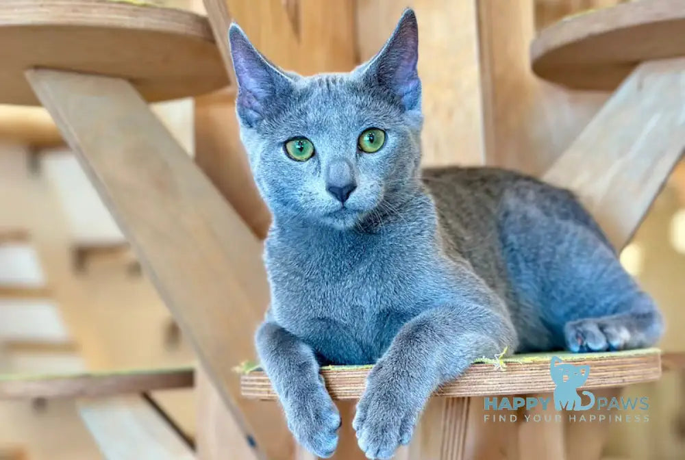 Chelsy Russian Blue female blue - live animals