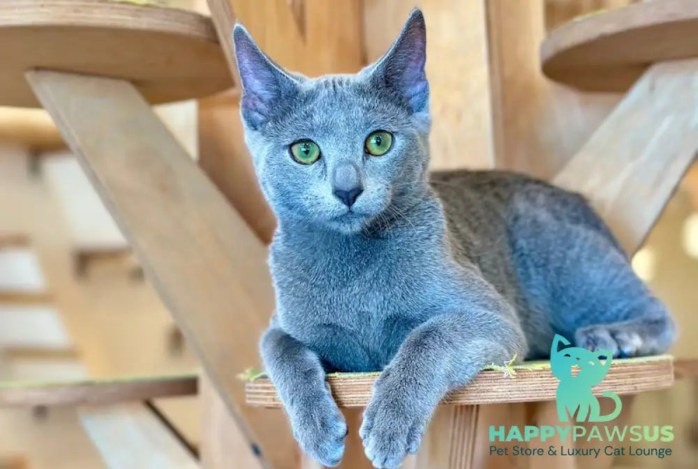 Chelsy Russian Blue female blue - live animals