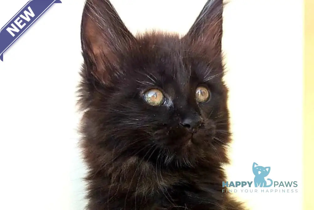 Cher Maine Coon female black live animals