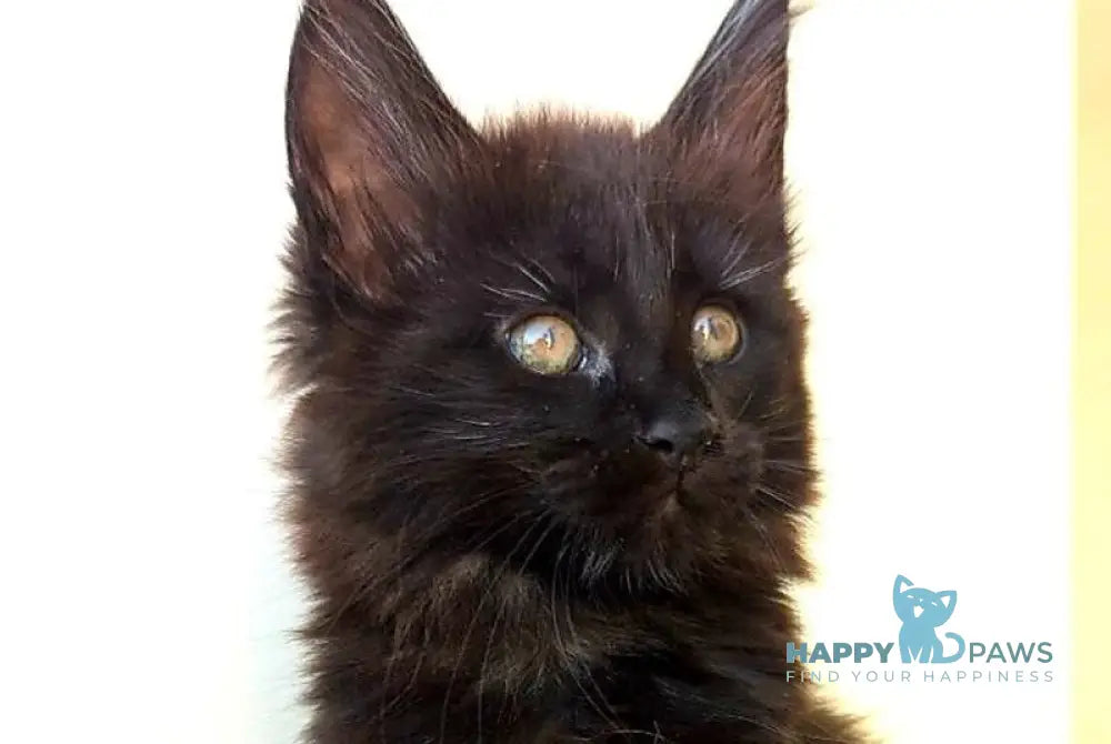 Cher Maine Coon female black live animals