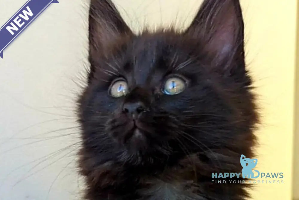 Cher Maine Coon female black live animals