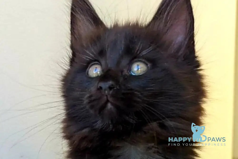Cher Maine Coon female black live animals