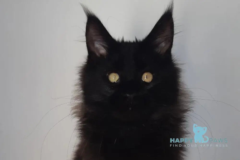 Cher Maine Coon female black live animals