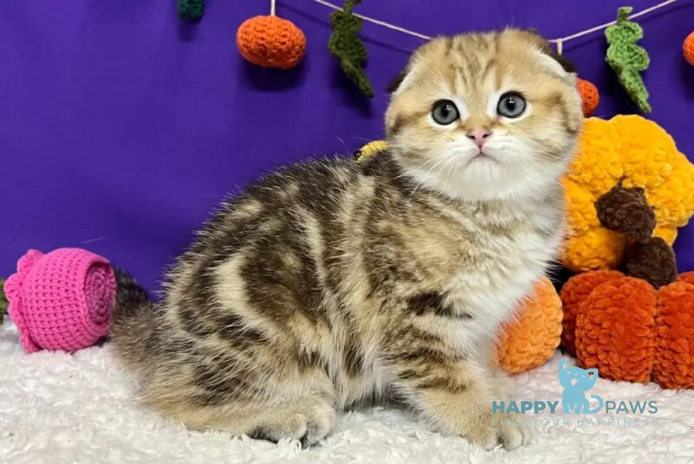 Cher Scottish Fold female black golden tabby live animals