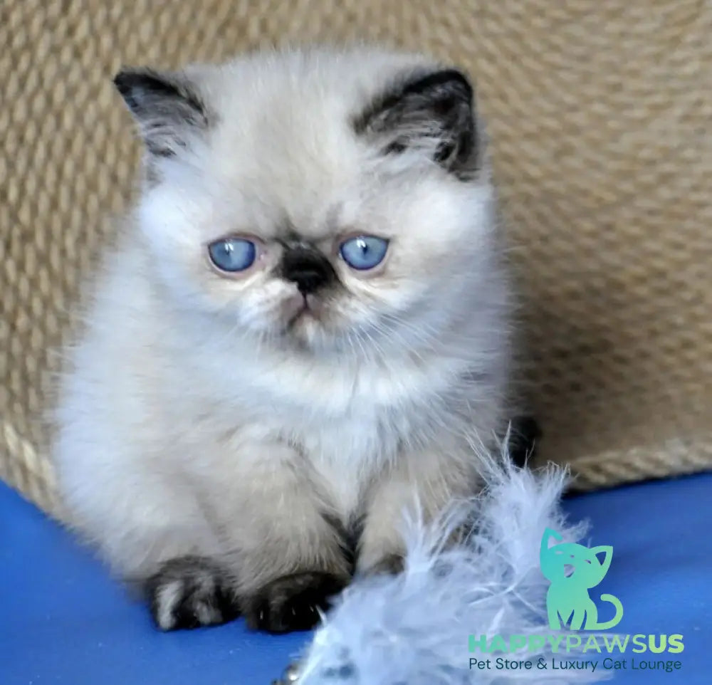 Cherie Exotic female black tortie tabby pointed - live animals