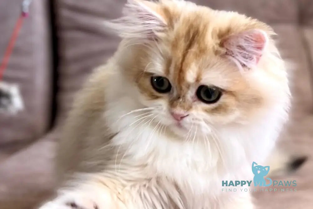 Cherry British Longhair female black golden chinchilla live animals