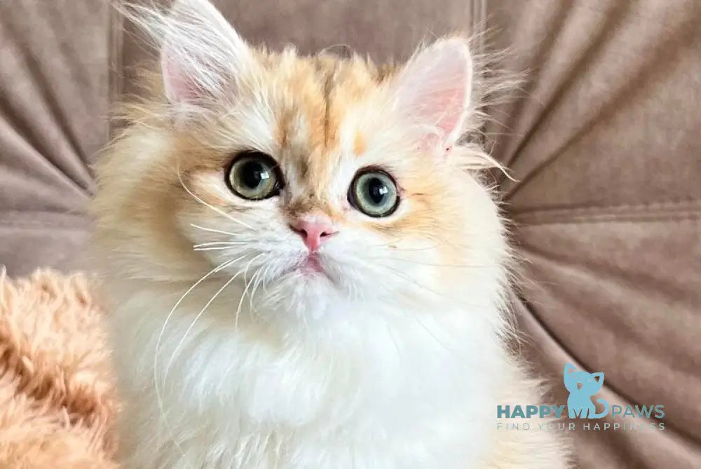 Cherry British Longhair female black golden chinchilla live animals