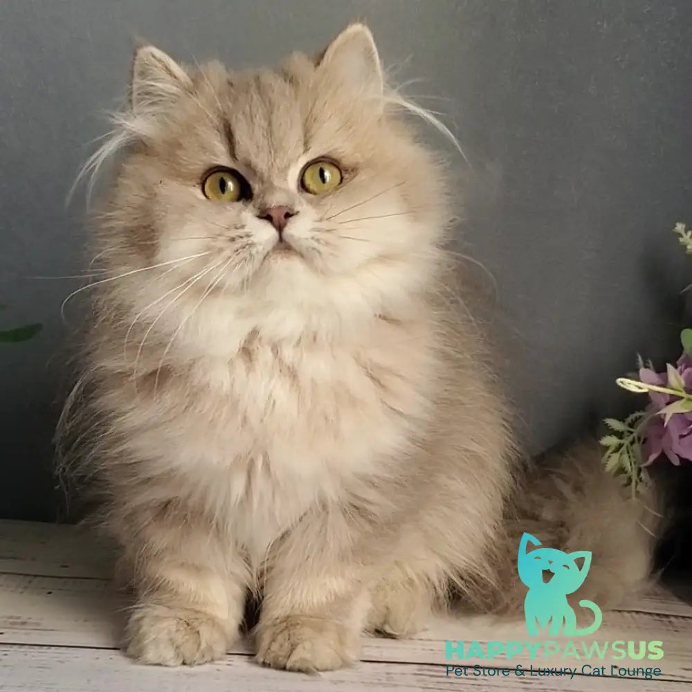 Cherry British Longhair female blue golden ticked tabby - live animals