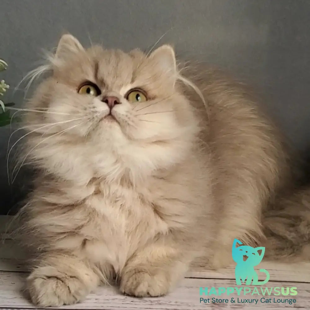 Cherry British Longhair female blue golden ticked tabby - live animals