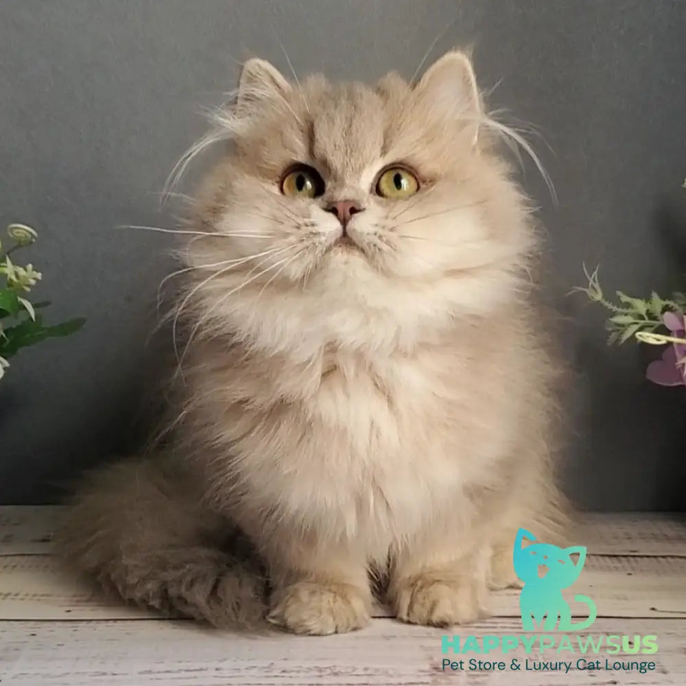 Cherry British Longhair female blue golden ticked tabby - live animals