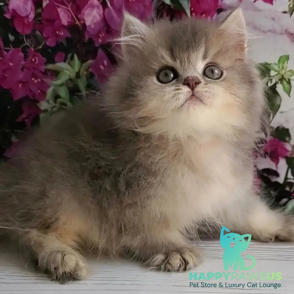 Cherry British Longhair female blue golden ticked tabby - live animals