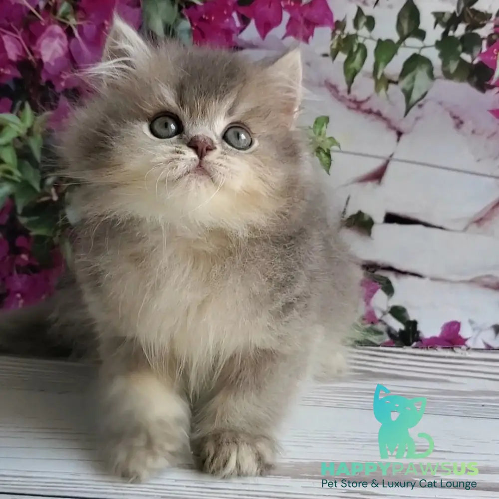 Cherry British Longhair female blue golden ticked tabby - live animals