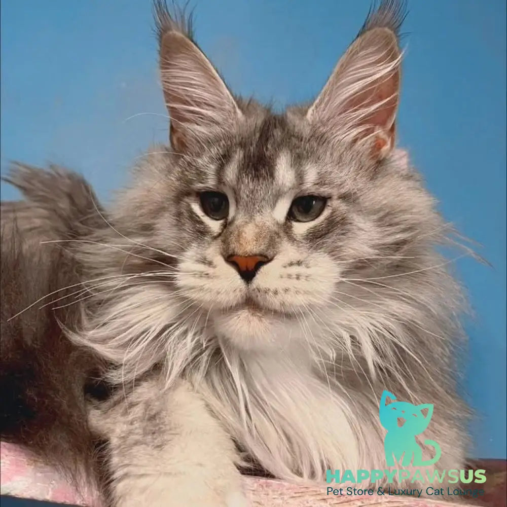 Cherry Maine Coon female black - live animals