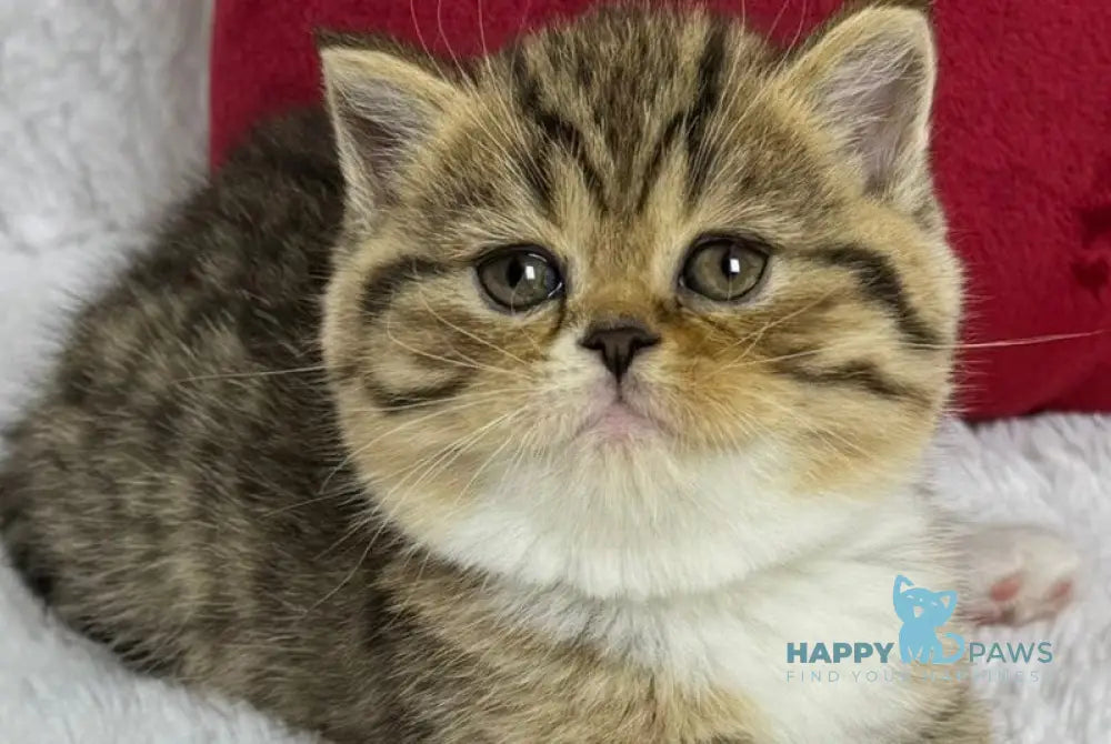 Cherry Scottish Straight female black spotted tabby bicolour live animals