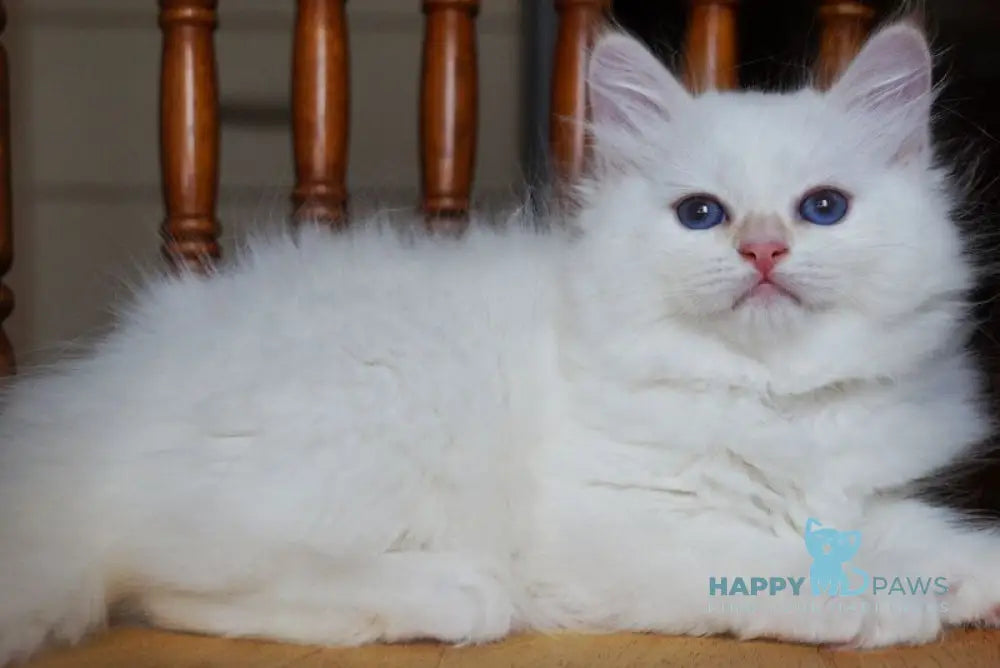 Chervona Siberian female red tabby pointed - live animals