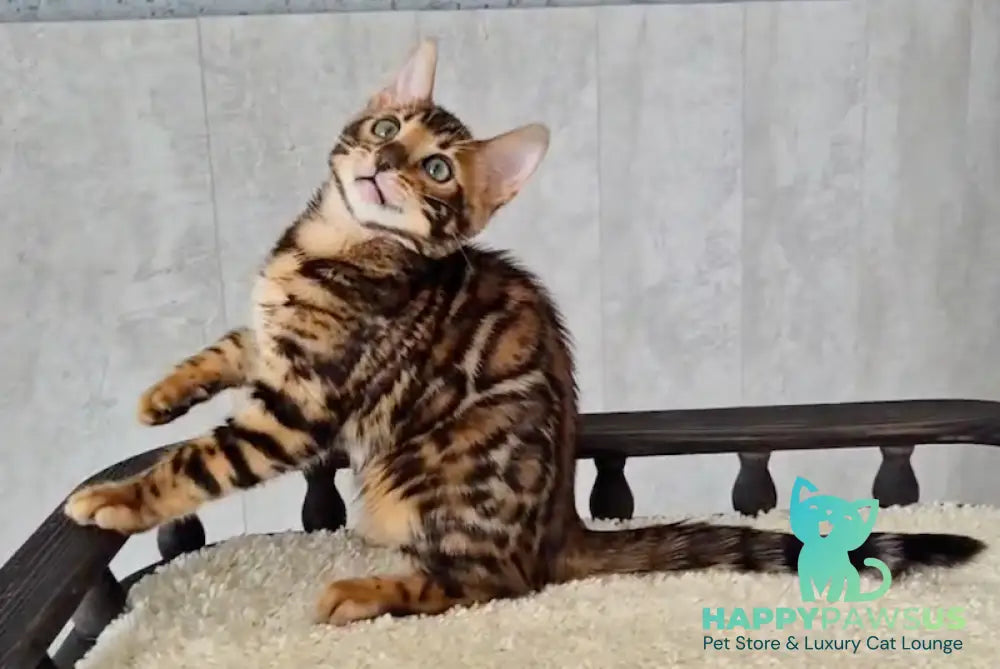 Chester Bengal male black spotted tabby - live animals