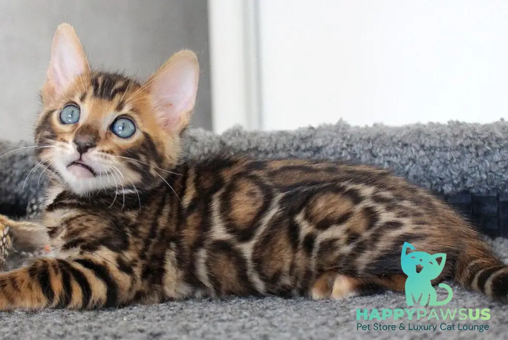 Chester Bengal male black spotted tabby - live animals