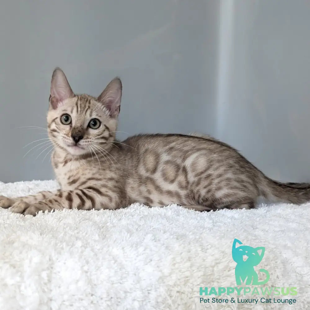 Chester Bengal male black spotted tabby pointed - live animals
