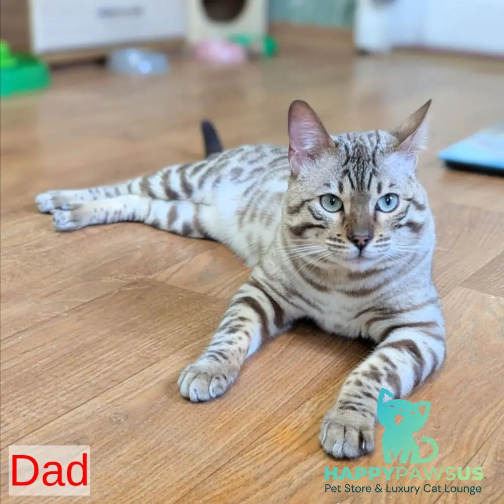 Chester Bengal male black spotted tabby pointed - live animals