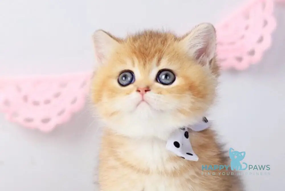 Chester British Shorthair male black golden shaded live animals