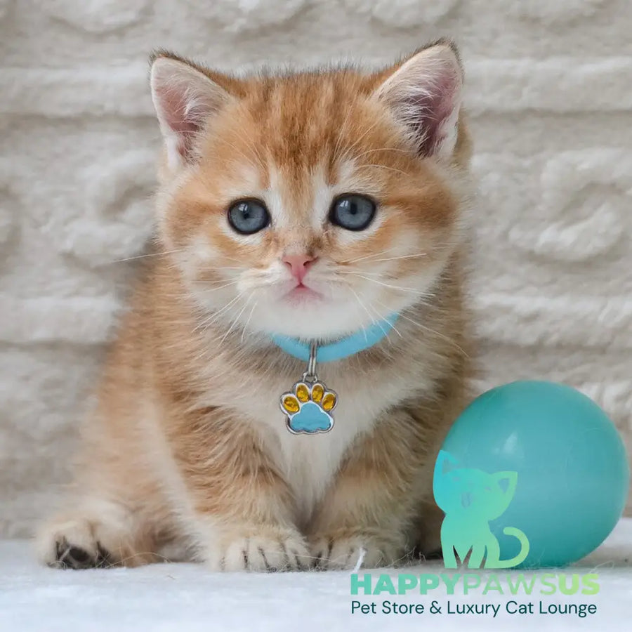 Chester British Shorthair male black golden ticked tabby - live animals