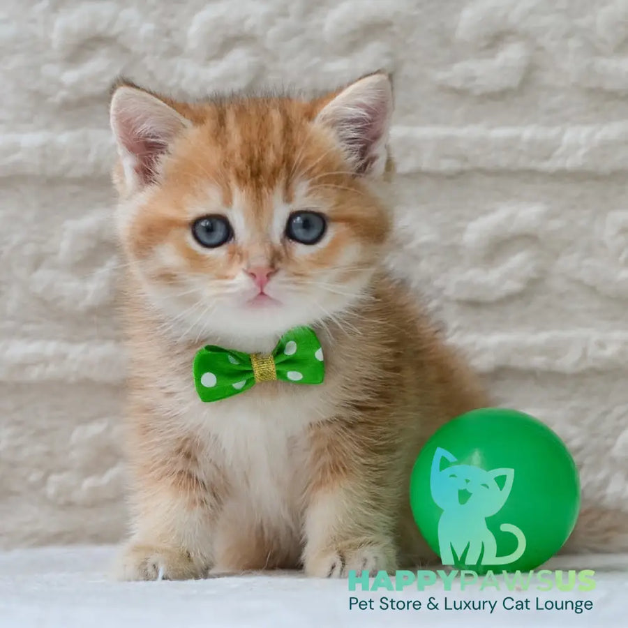 Chester British Shorthair male black golden ticked tabby - live animals