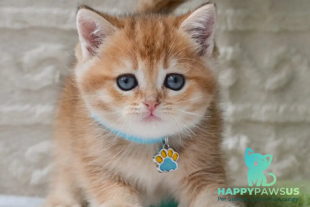 Chester British Shorthair male black golden ticked tabby - live animals