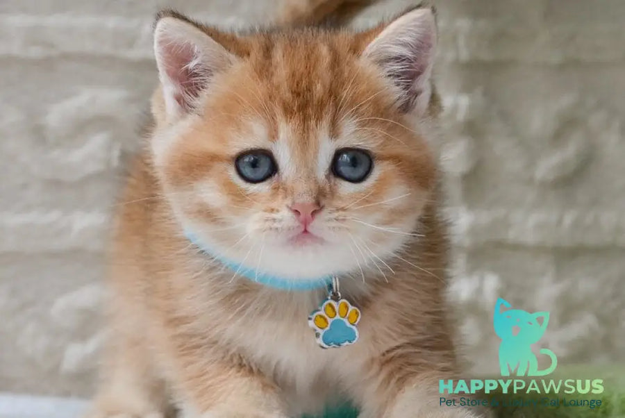 Chester British Shorthair male black golden ticked tabby - live animals