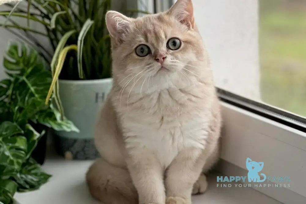 Chester British Shorthair male lilac golden shaded live animals