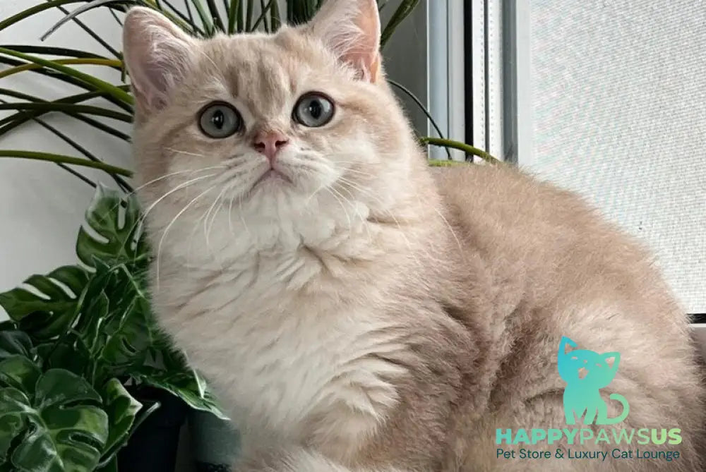 Chester British Shorthair male lilac golden shaded live animals