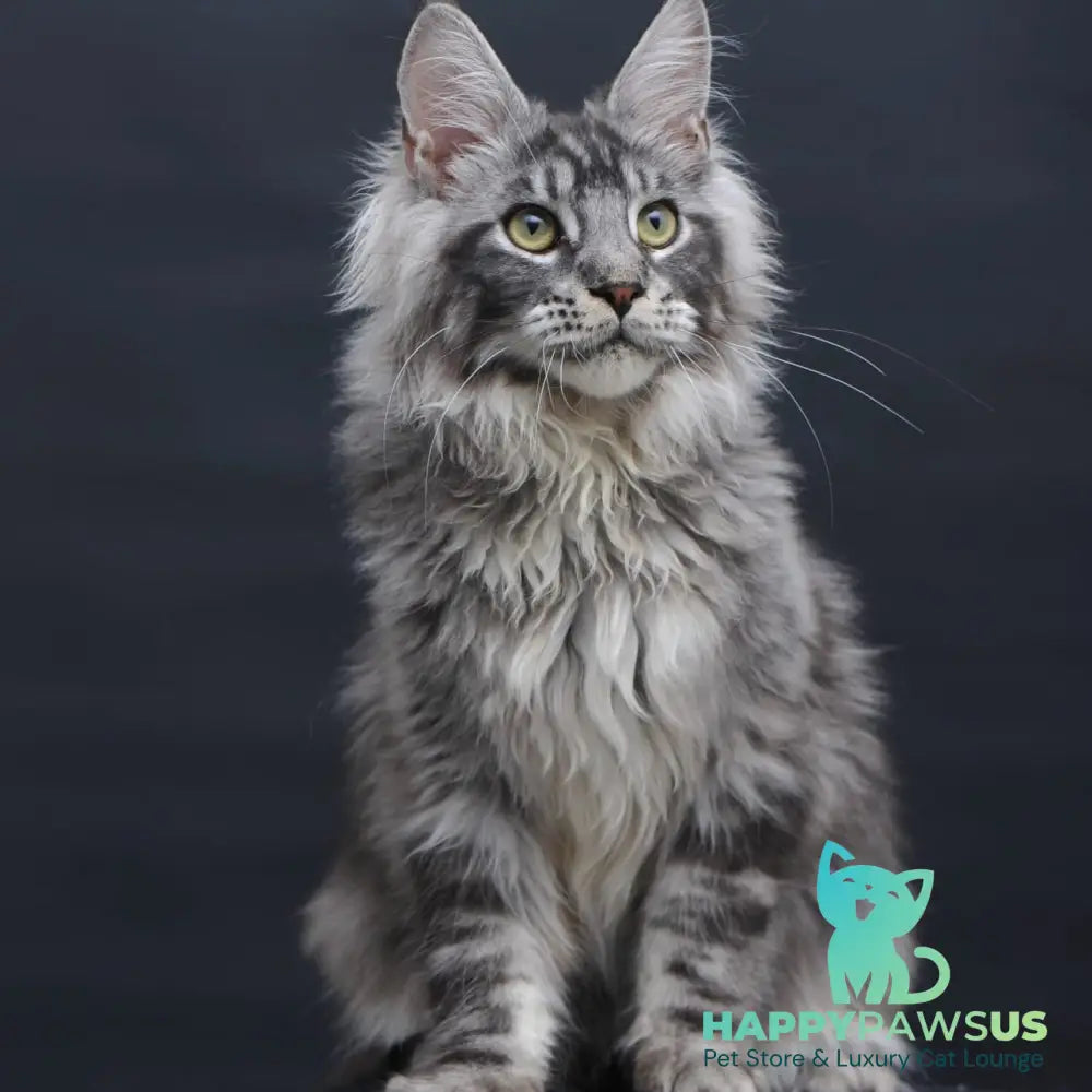 Chester Maine Coon male black silver tabby - live animals