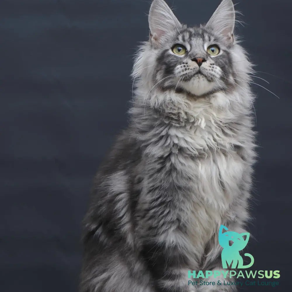 Chester Maine Coon male black silver tabby - live animals