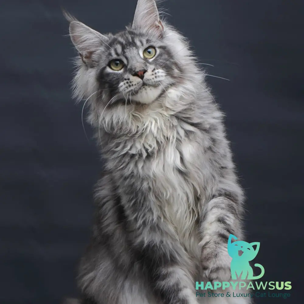 Chester Maine Coon male black silver tabby - live animals