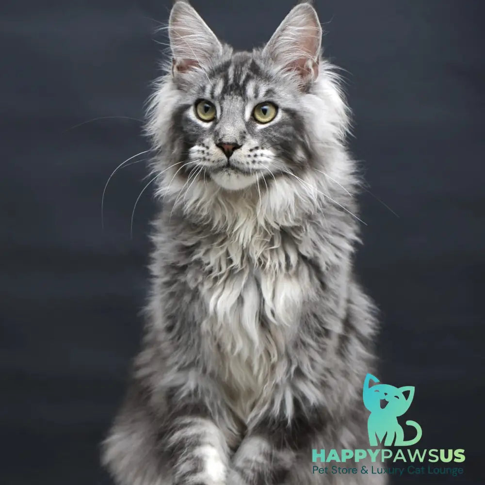 Chester Maine Coon male black silver tabby - live animals
