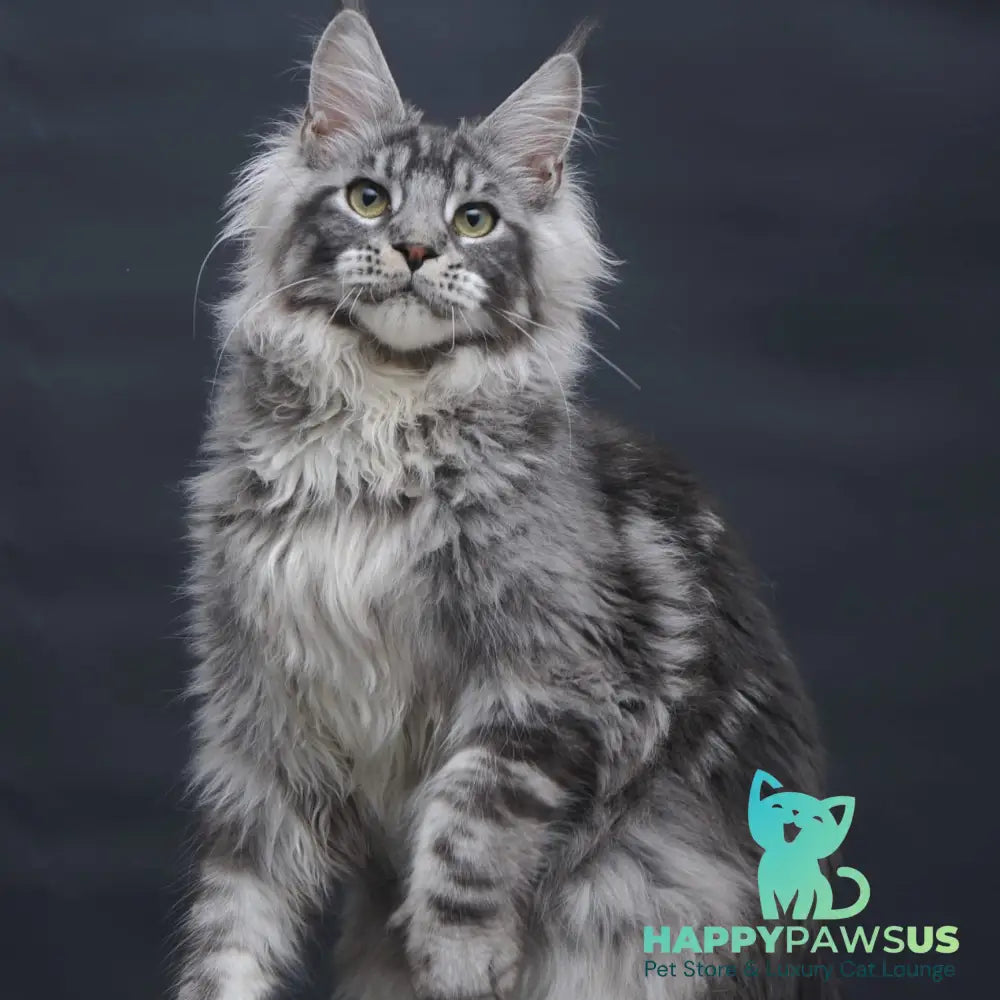 Chester Maine Coon male black silver tabby - live animals