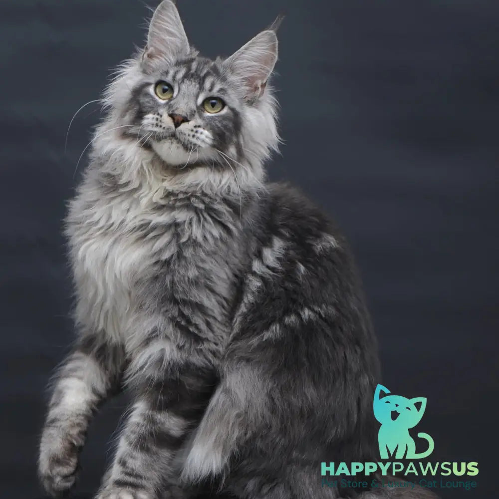 Chester Maine Coon male black silver tabby - live animals